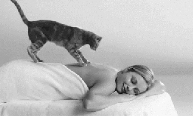 Massage-Cat
