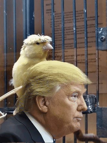 trump-bird