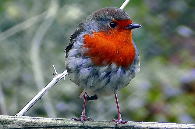 redbreast-3407424_640