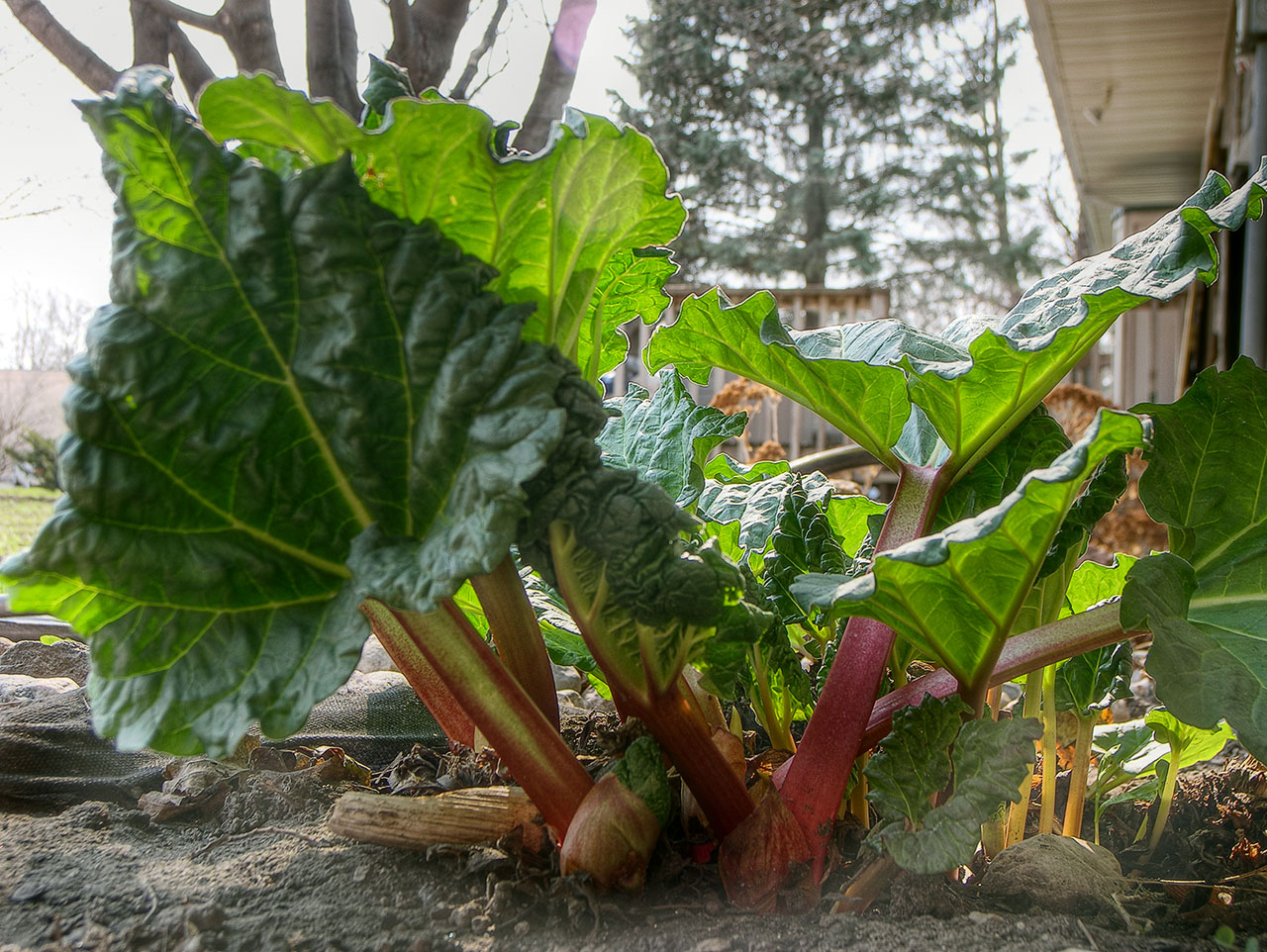 Rhubarb